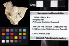 Foto (Objket + Etiketten) von Decapoda indet. 